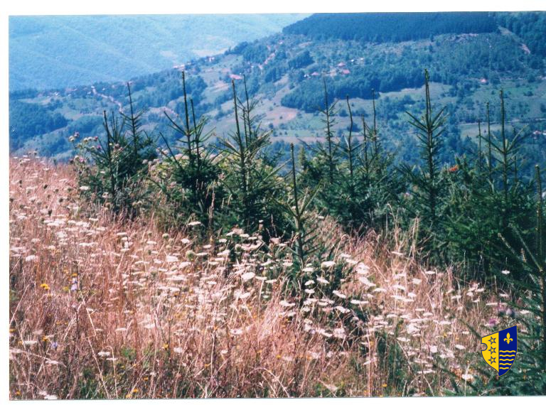 Graphic overview for Forestry basis for state forests of the Bosnian-Podrinje Canton Goražde